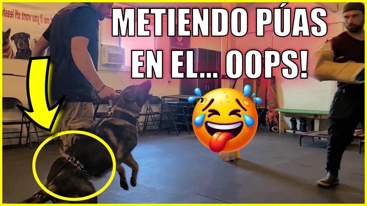 Ejercicios De Adiestramiento Canino