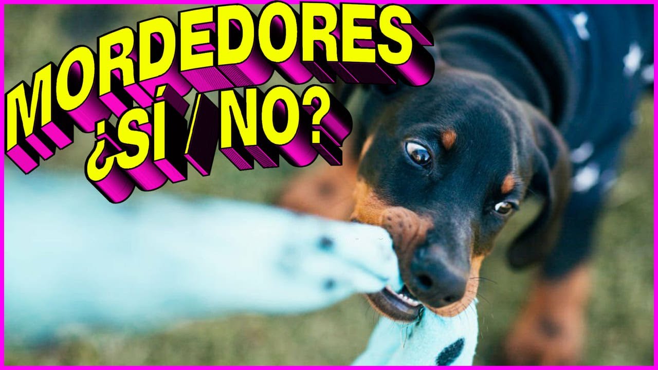 Jugar Con Mordedores Al Tira Y Afloja Con El Perro Es Bueno
