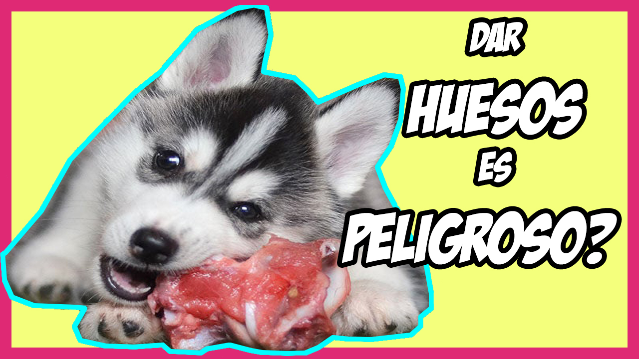 Los Huesos En La Dieta Barf Del Perro Son Buenos O Peligrosos Ok