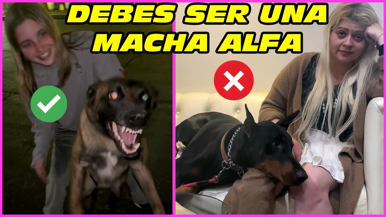 Pon Límites A Tu Perro Mediante Obediencia Canina