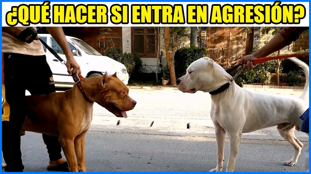 Si Mi Perro Se Pone Agresivo...qué Hago Estrategias De Manejo