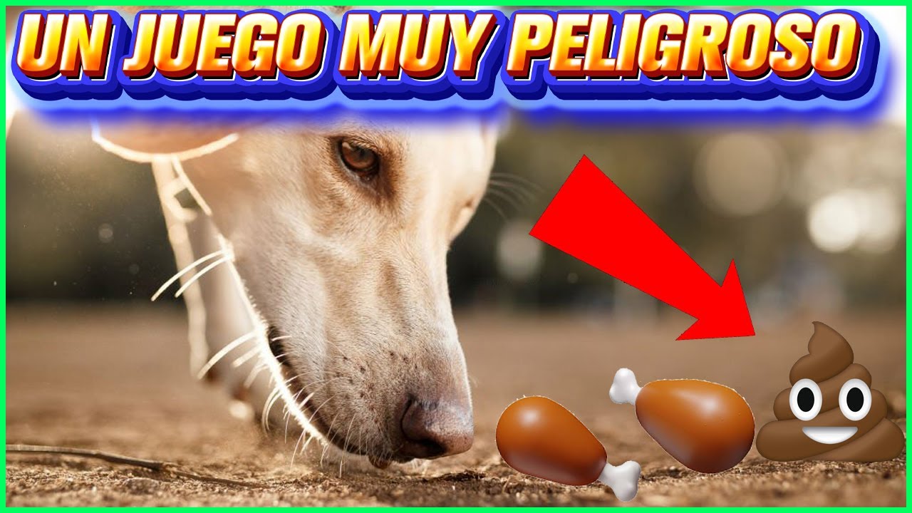 Tirando Comida Al Suelo Para Que Mi Perro La Busque Comerá Más Basura