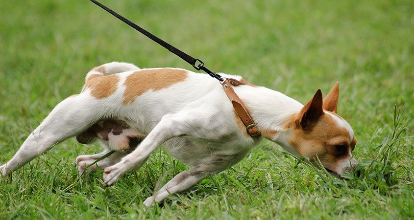 Top 5 Dog Walking Problems Solved 2