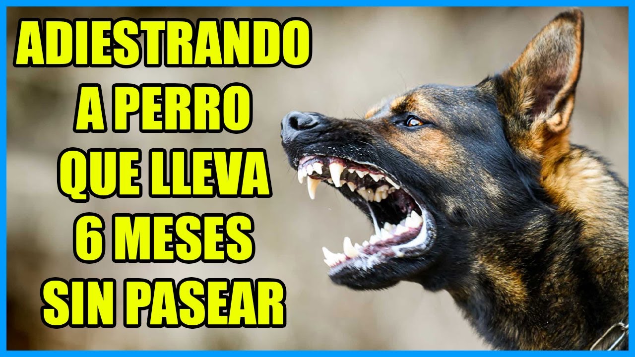 Trabaja Como Un Adiestrador Canino Profesional, Casos De Agresividad Y Reactividad