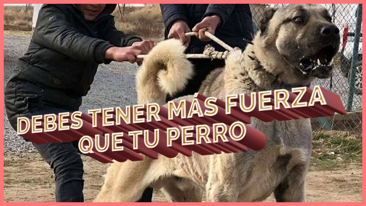 Un Buen Guía Siempre Debe Tener Más Fuerza Que Su Perro