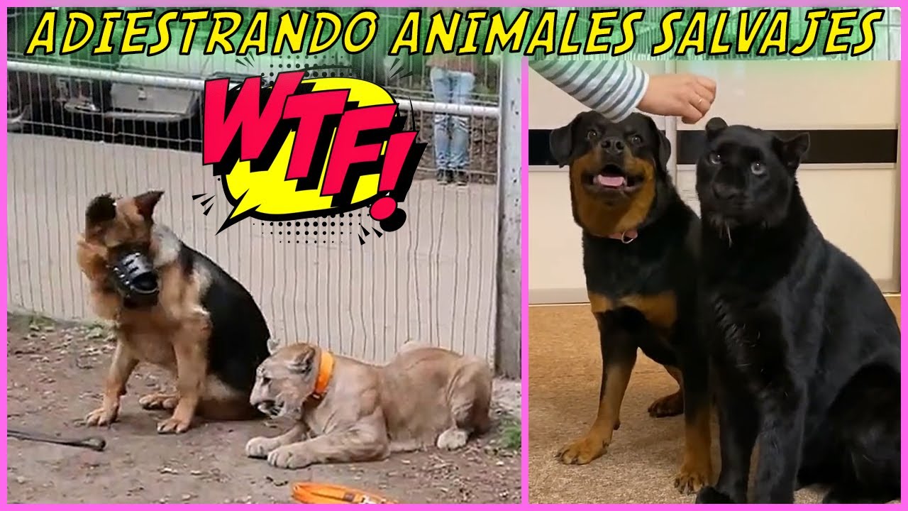 Adiestrando Perros Como Animales Salvajes