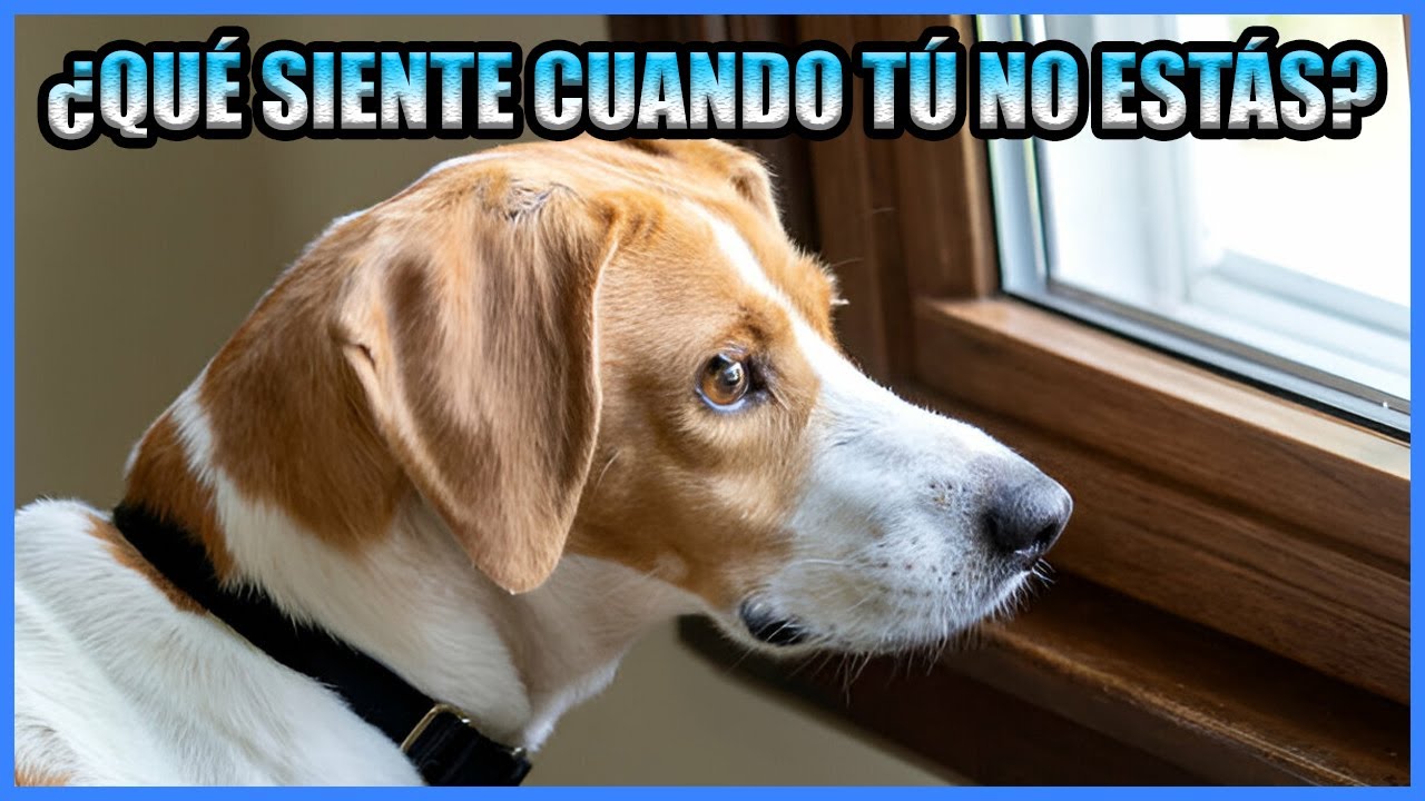 Ansiedad Por Separacion Perros