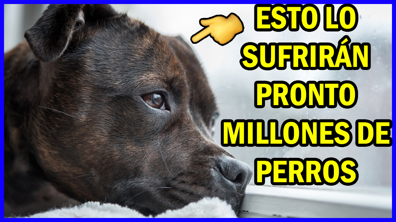 Ansiedad por separacion perros