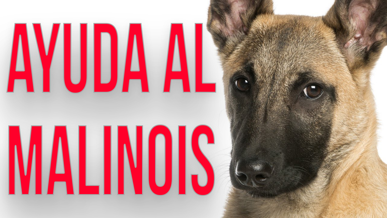 Ayuda Al Malinois