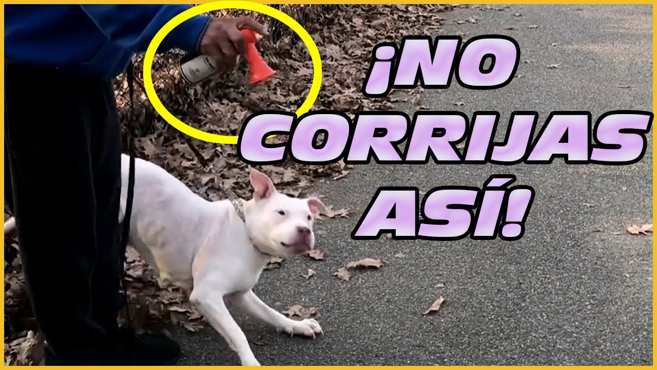Corrige A Un Perro