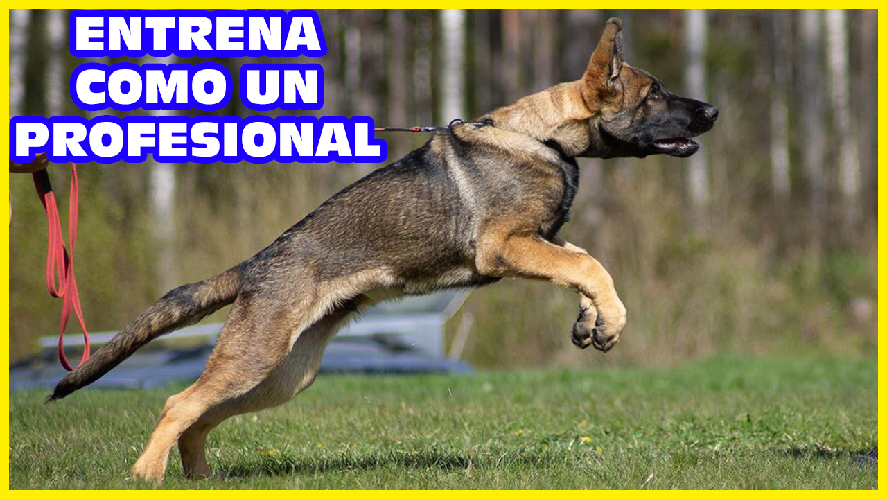 perros deportivos