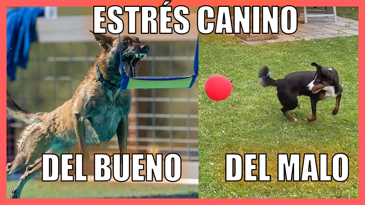 Estres Canino