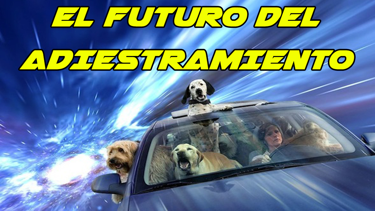 Curso Adiestramiento Canino