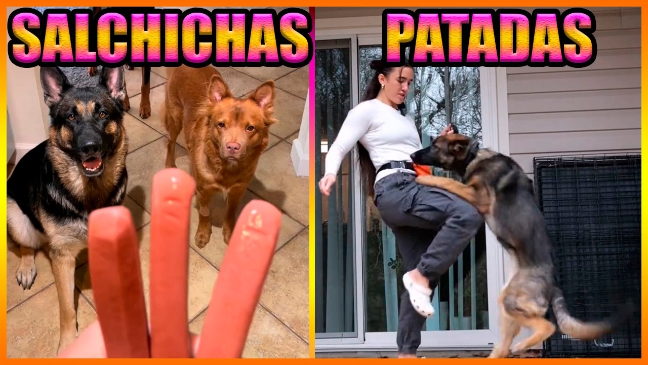 Golpea A Su Perro
