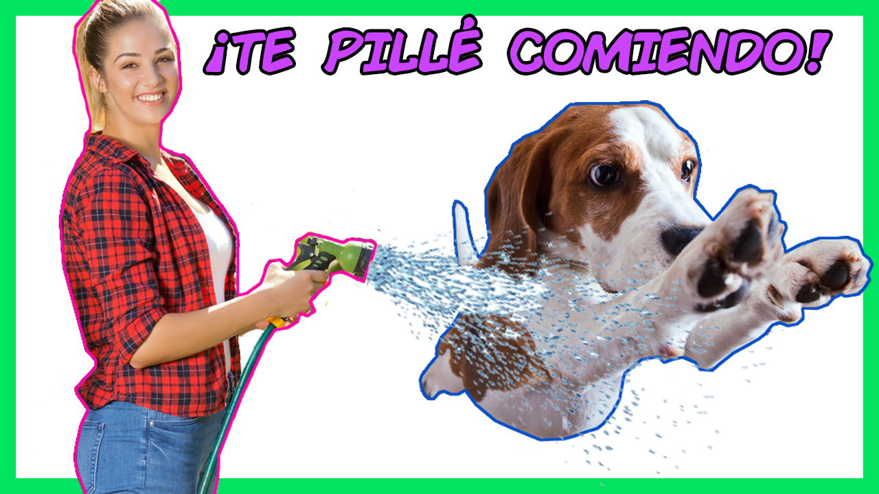 Manguera Perro Caca Ok1