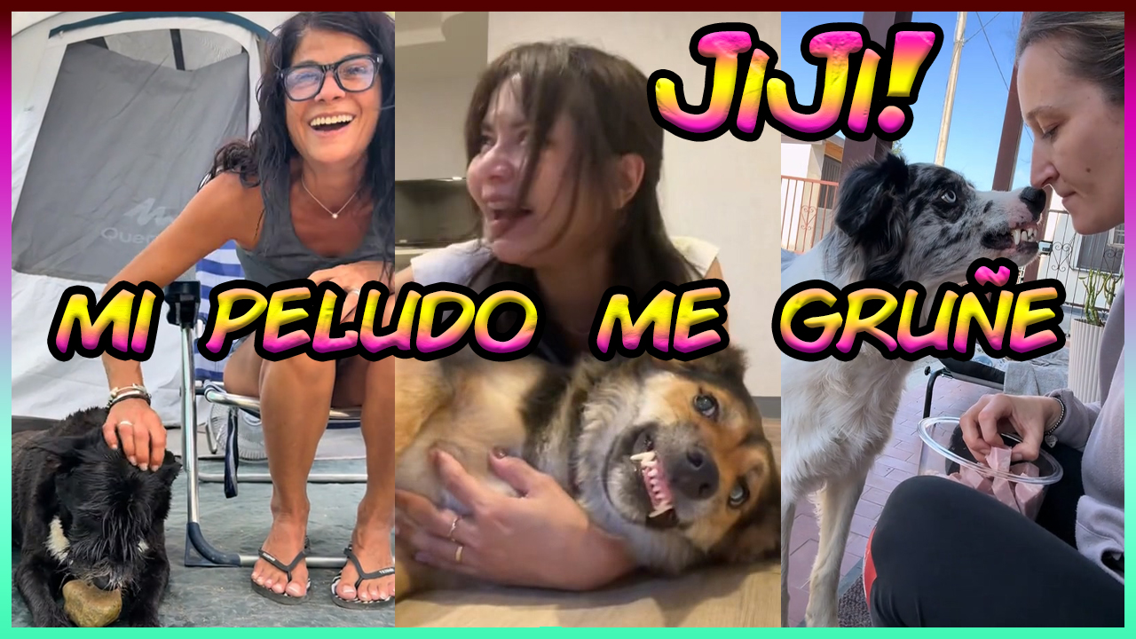 perros protección de recursos
