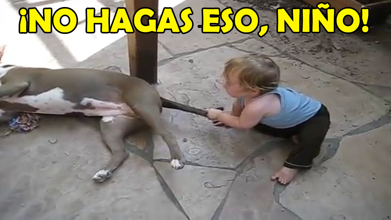 Educando Niños Y Perros