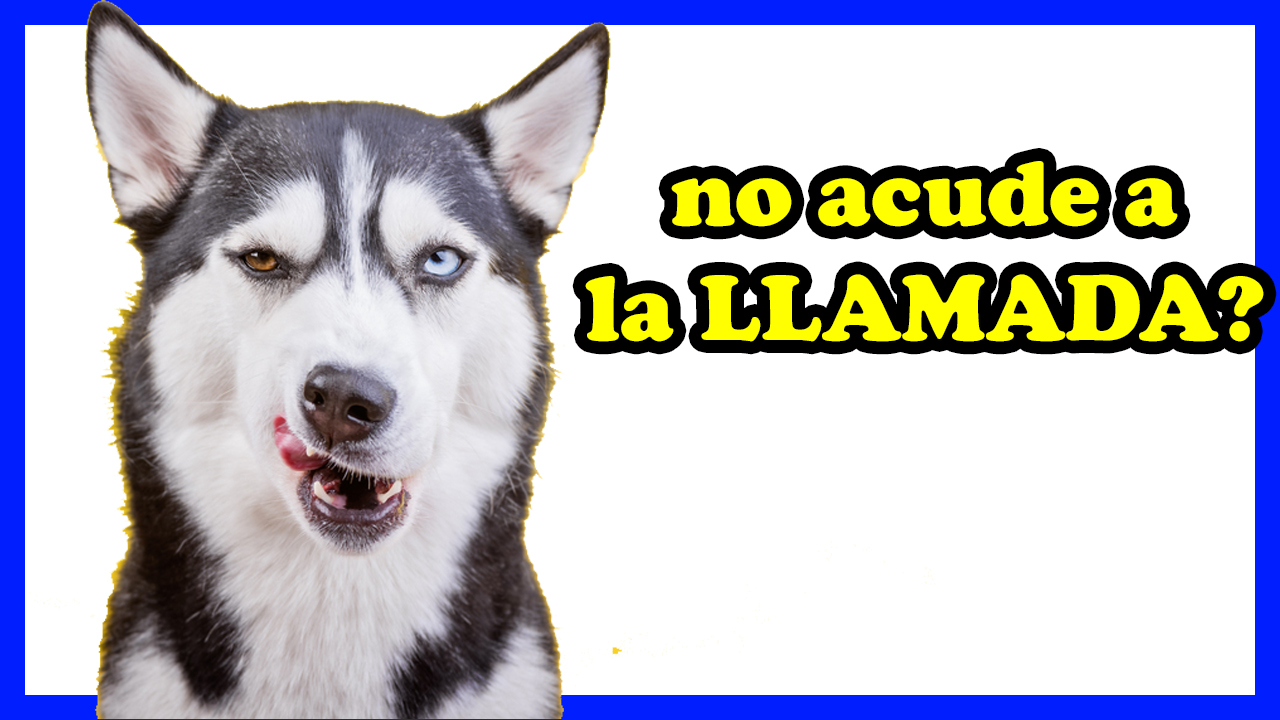No Acude