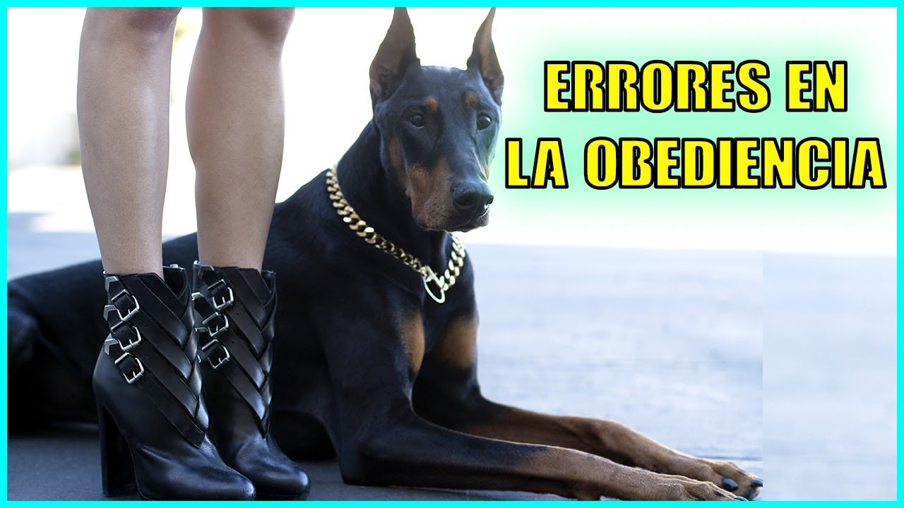 Obediencia Canina