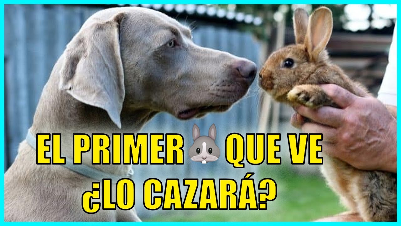 Perro Caza Liebres