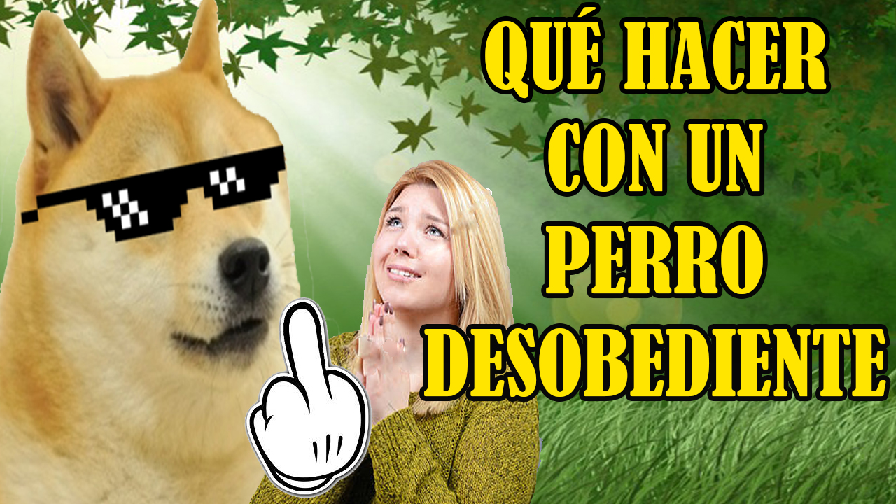 Perro Desobediente