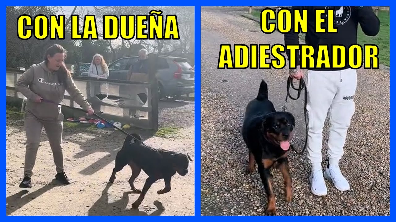 Perro Tira De La Correa