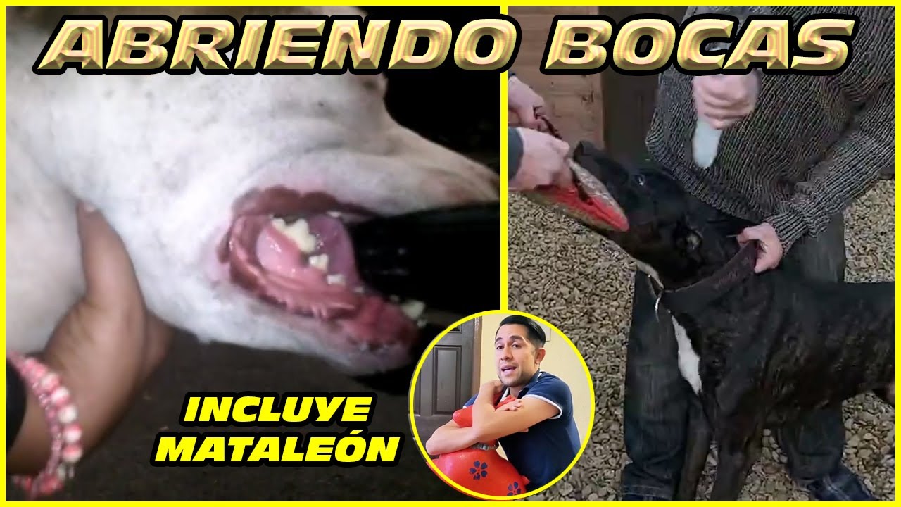 Perros Mordiendo