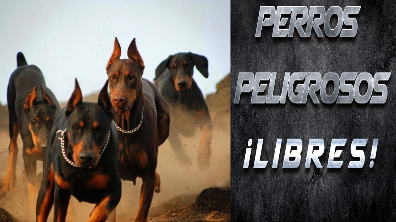 Perros Peligrosos Libres Ok