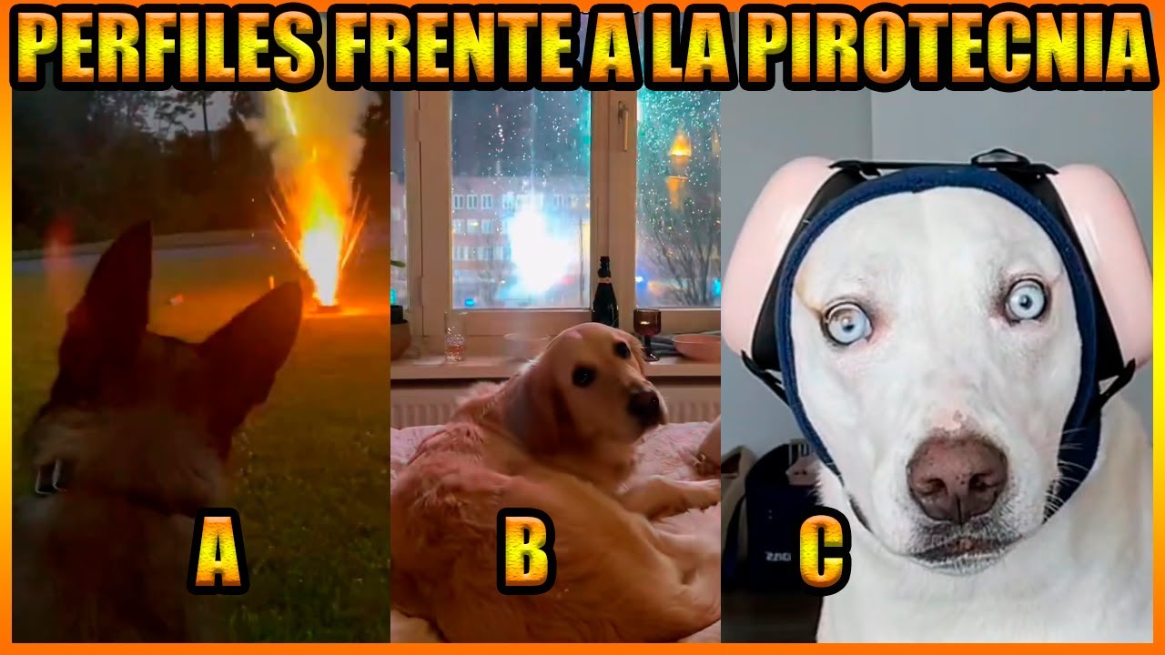 Perros Pirotecnia