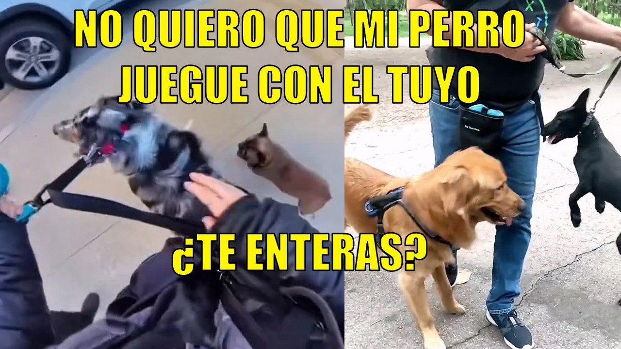 Perros Saludando