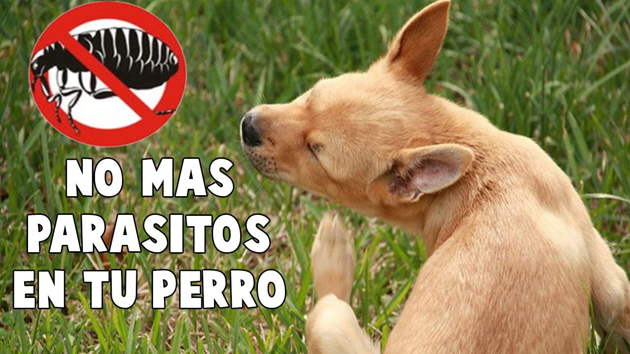Perros Pulgas Garrapatas Parasitos