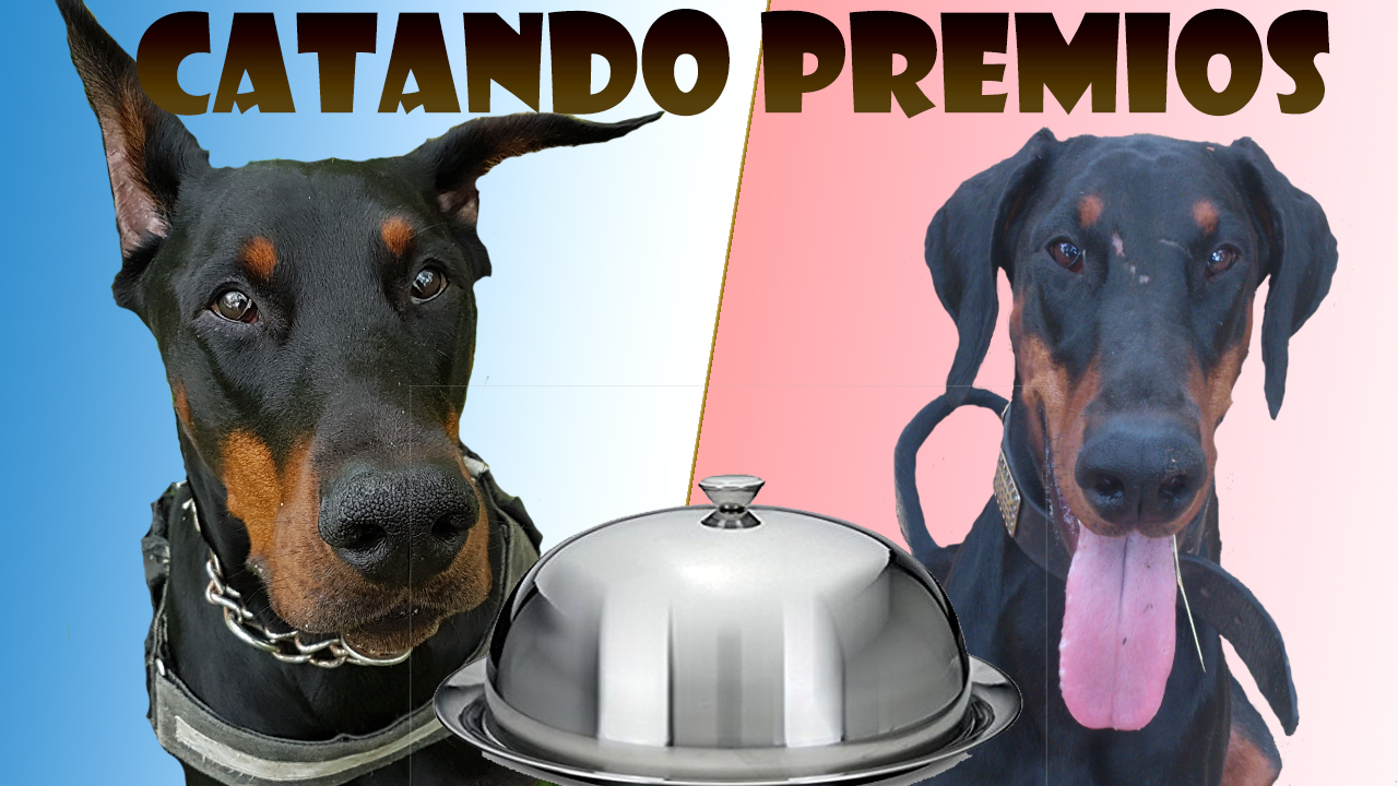 Premios Para Perros