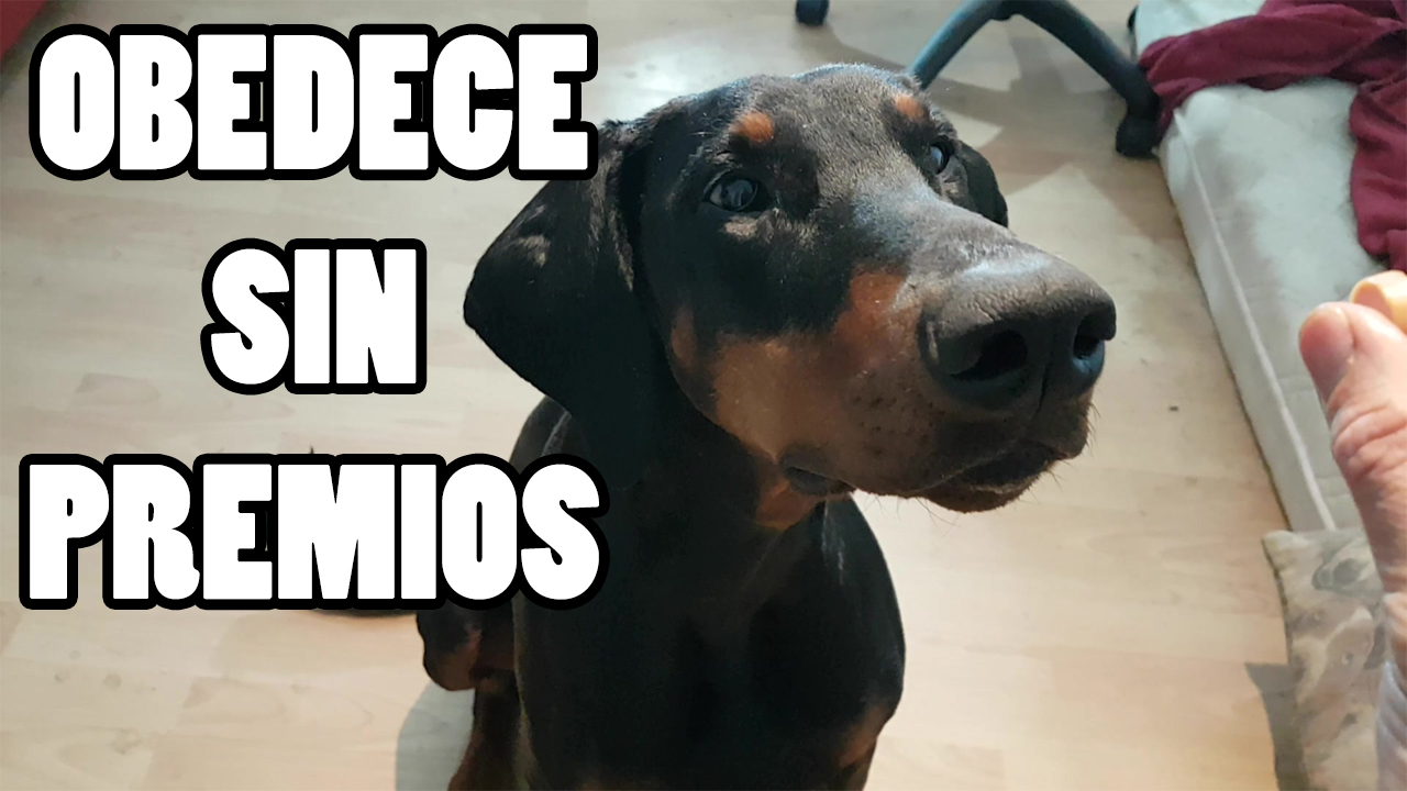 Truco Fácil Para Que El Perro Obedezca Sin Premios Ok